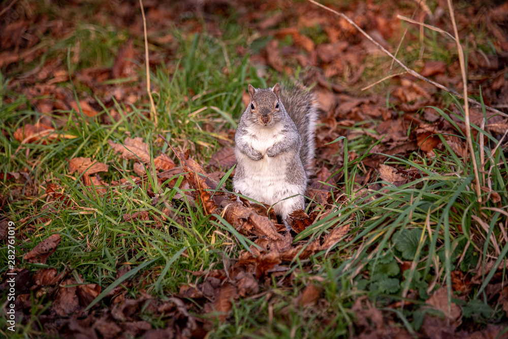 Squirrel eating in the green grass and dry autumn leaves while looking at the camera Squirrel eating in the green grass and dry autumn leaves while looking at the camera