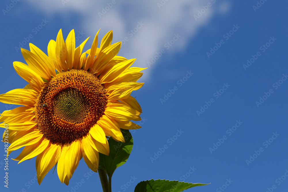Background natural beauty. One bright sunflower flower against a blue sky. Horizontal, close-up, outdoors, without people, side view, free space on the right. Concept of agriculture and nature. Background natural beauty. One bright sunflower flower against a blue sky. Horizontal, close-up, outdoors, without people, side view, free space on the right. Concept of agriculture and nature.