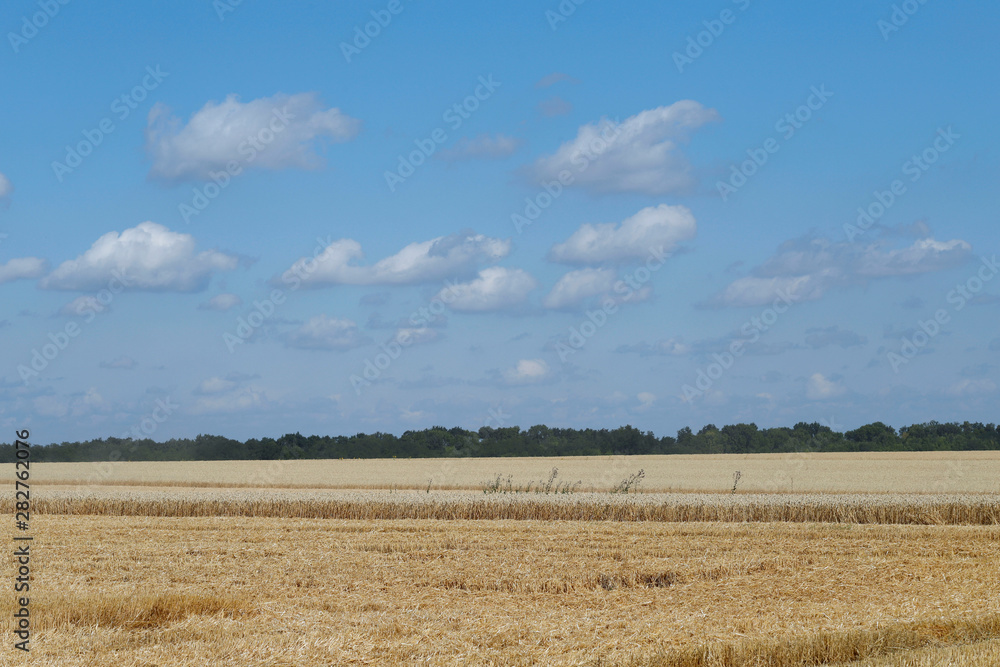 Nature background. Landscape horizon line of ripe wheat and blue sky. Cropped shot, horizontal, free space, side view. Concept of agriculture and nature. Nature background. Landscape horizon line of ripe wheat and blue sky. Cropped shot, horizontal, free space, side view. Concept of agriculture and nature.