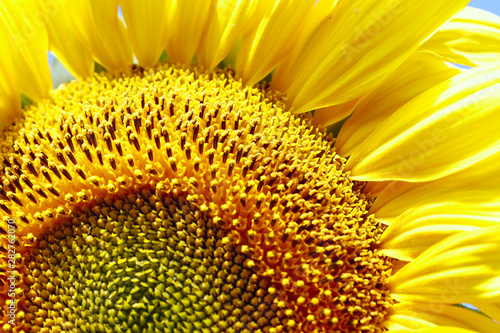 Background natural beauty. Texture of a bright sunflower flower. Horizontal, close-up, outdoors, without people, side view, free space. Concept of agriculture and nature.