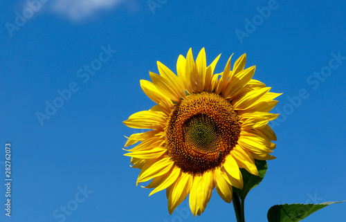 Background natural beauty. One bright sunflower flower against a blue sky. Horizontal  close-up  outdoors  without people  side view  free space on the left. Agriculture and nature concept.