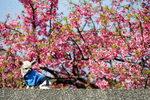 Close up view of a lovely chihuahua dog posing under a vibrant cherry blossom ( Sakura ) tree on a beautiful sunny day Events of Chinese New Year Holidays and Vacations Celebration atmosphere mood!