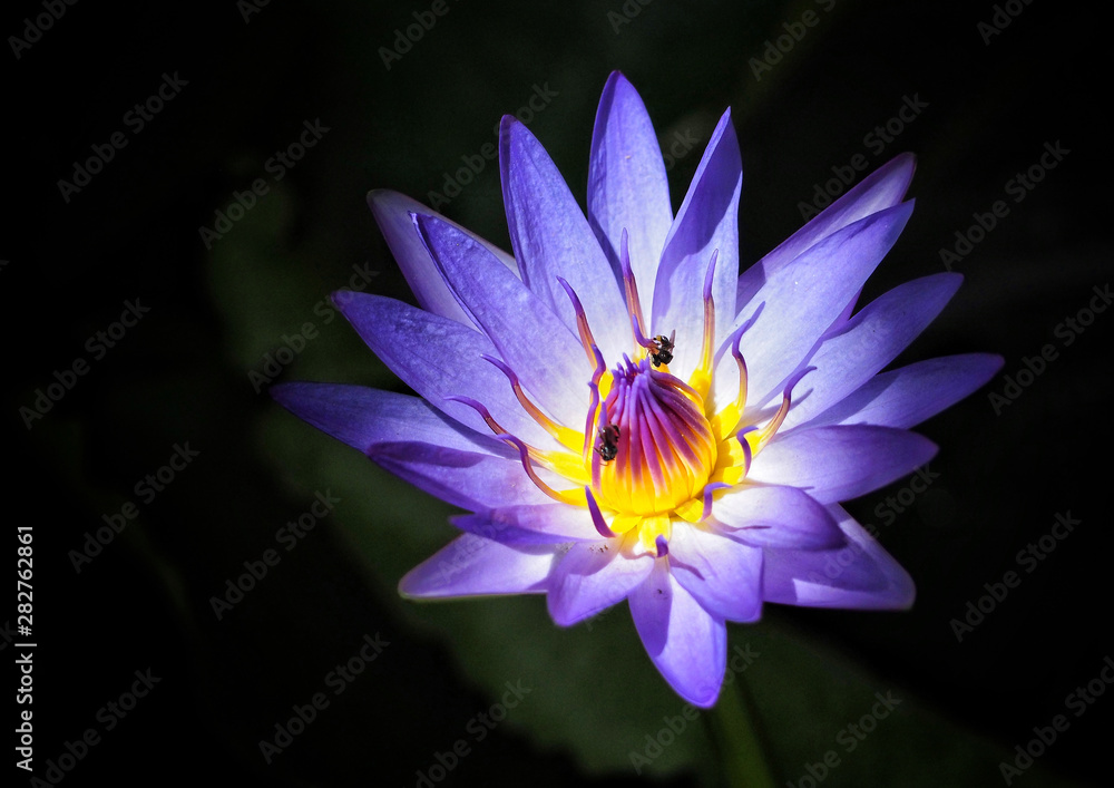 Lotus blooming purple and yellow pollens with insect sucking on a black background Lotus blooming purple and yellow pollens with insect sucking on a black background