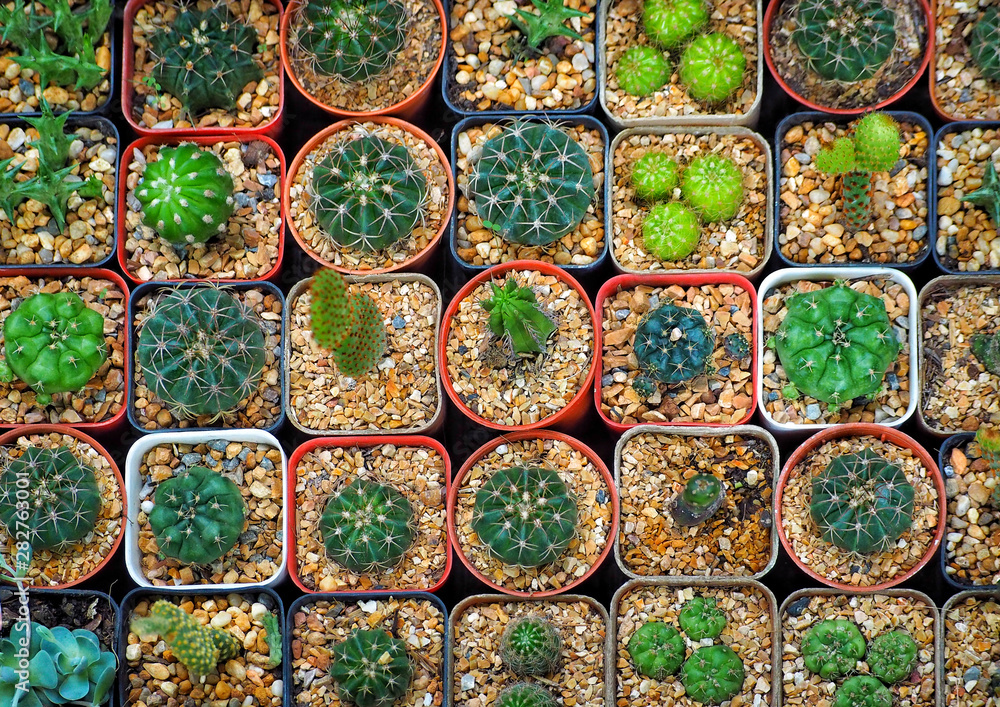 many small green cactus in a small pot is placed beautifully and neatly