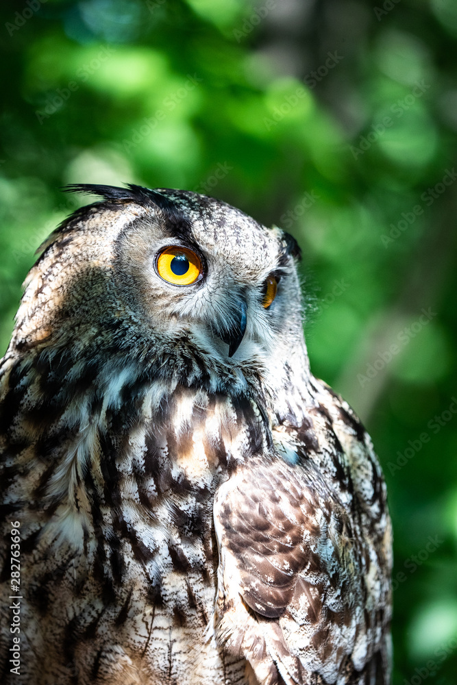 Obraz premium The Eurasian eagle-owl is a species of eagle-owl that resides in much of Eurasia. It is also called the European eagle-owl and in Europe, it is occasionally abbreviated to just eagle-owl