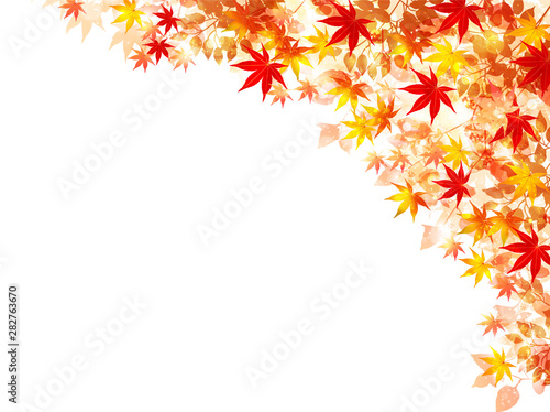 紅葉　もみじ　葉　背景 