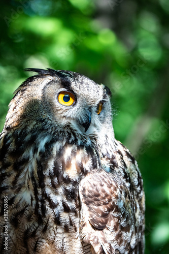 The Eurasian eagle-owl is a species of eagle-owl that resides in much of Eurasia. It is also called the European eagle-owl and in Europe, it is occasionally abbreviated to just eagle-owl © nur