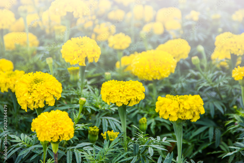 Obraz premium marigolds