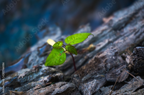 young tree and leaf with ants © Steven