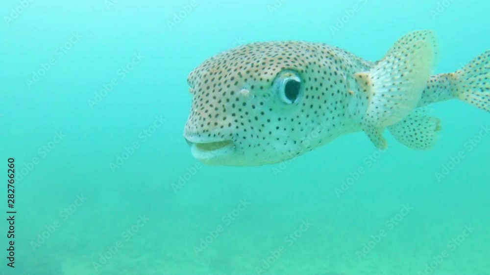 Starry Puffer Fish turns to smile at GoPro in slow motion Starry Puffer Fish turns to smile at GoPro in slow motion