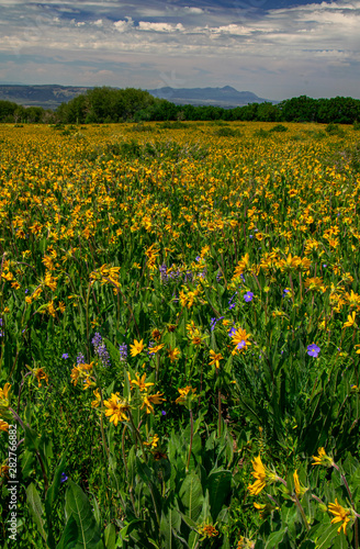 Wildflowers And Sleeping Ute Mountain © Rod Gardner