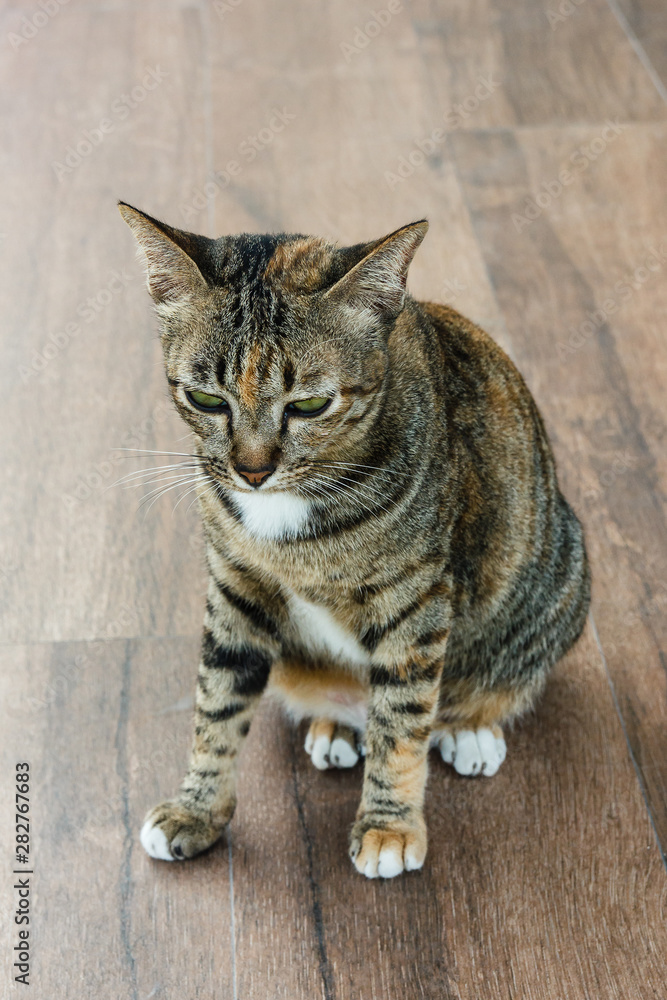 Obraz premium Cat sitting on floor.