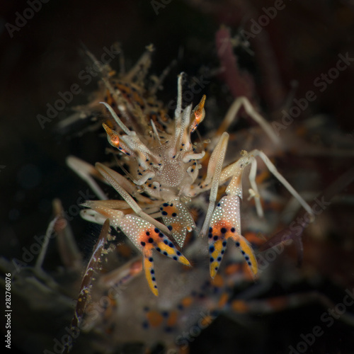 Spiny tiger shrimp  (Phyllognathia ceratophthalma). Underwater macro photography from Anilao, Philippines photo