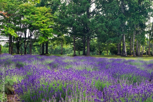 初夏の広場の緑