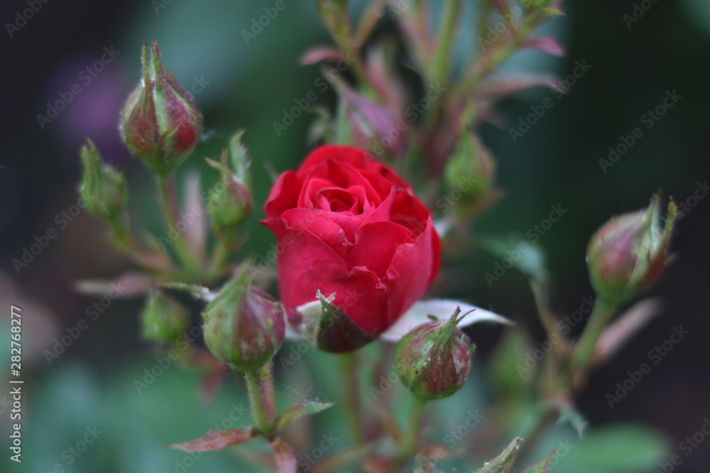 red rose in the garden red rose in the garden