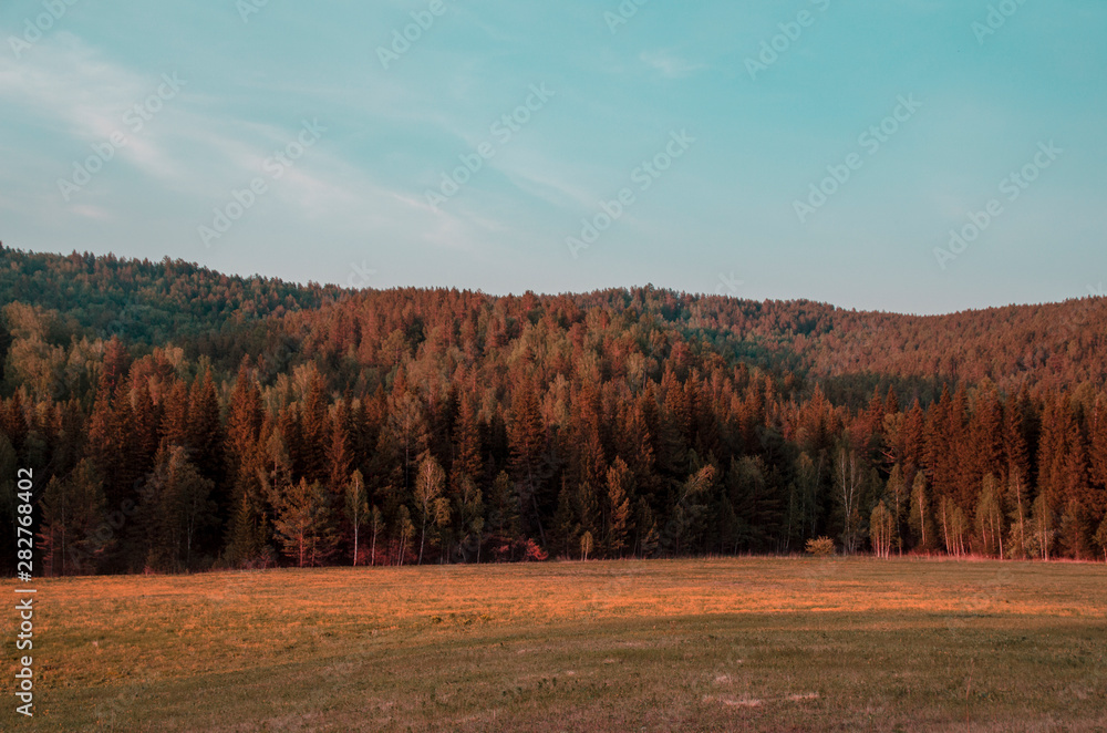 Fototapeta premium Wilted autumn yellow forest