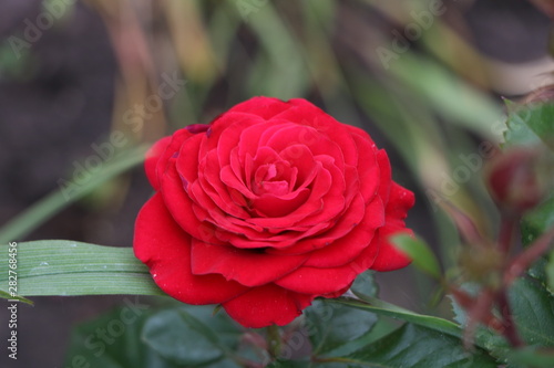 red rose