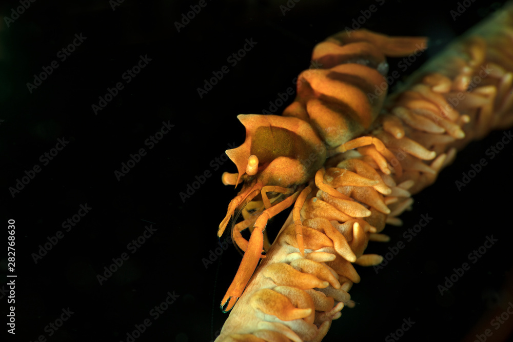 Zanzibar Whip Coral Shrimp (Dasycaris zanzibarica). Underwater macro photography from Anilao, Philippines