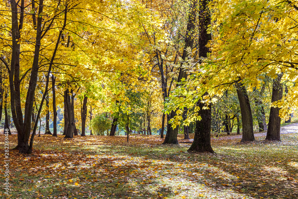 Naklejka premium beautiful park landscape with tall trees with bright orange and yellow foliage during sunny autumnal day