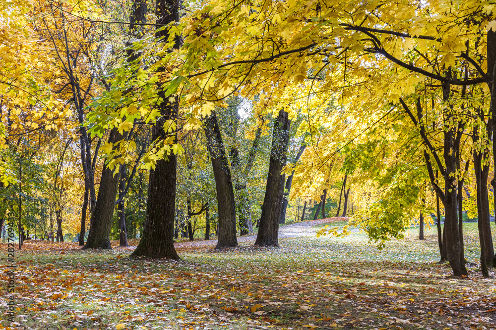 Fototapeta premium autumnal trees with bright yellow lush foliage during fall season