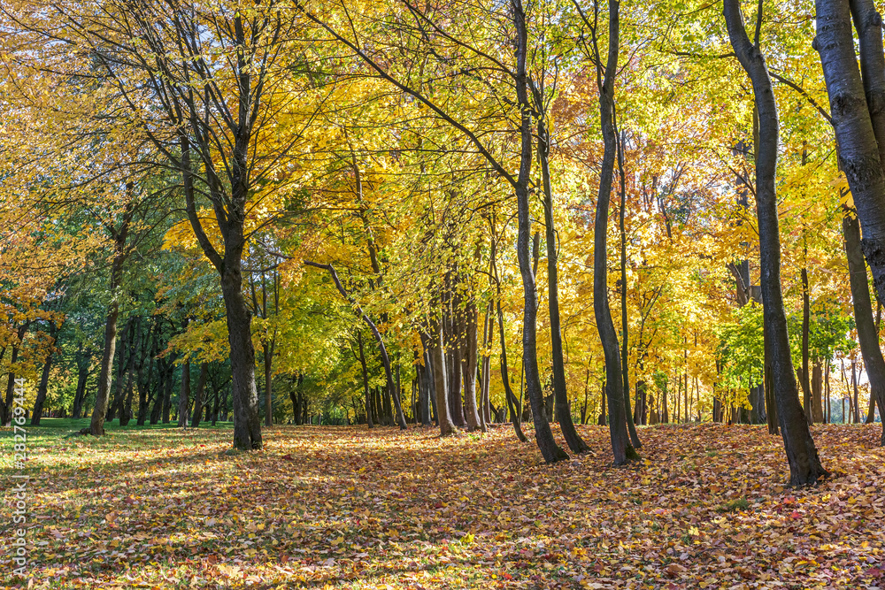 beautiful park trees with bright gold and red foliage in autumn during sunny day