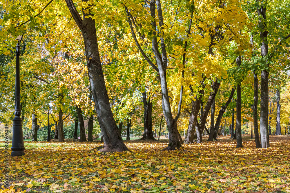 city park covered with dry fallen foliage. trees with bright orange and yellow leaves