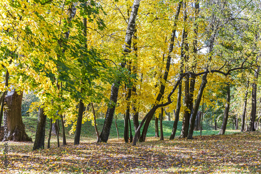 view of park trees with bright gold foliage. park in autumn