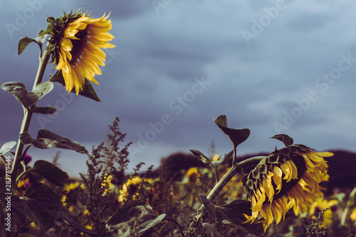 Sunflower Patch in August photo