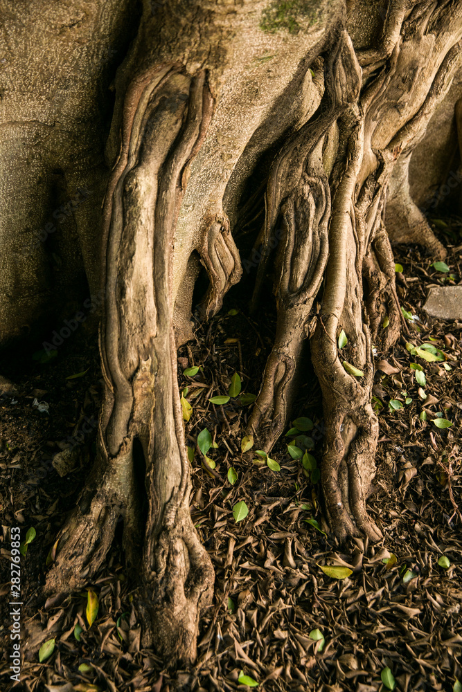 roots of an old tree