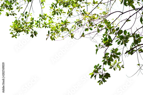 green leaves on white back ground. Delicate twigs. © ธันยกร ไกรสร