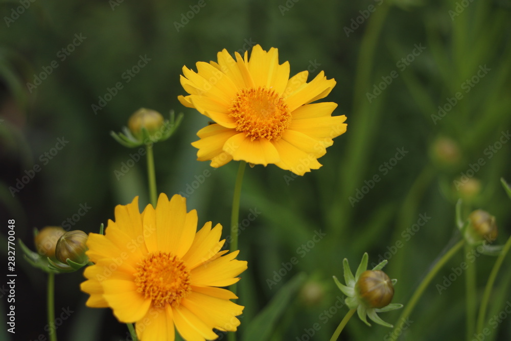 yellow flowers yellow flowers
