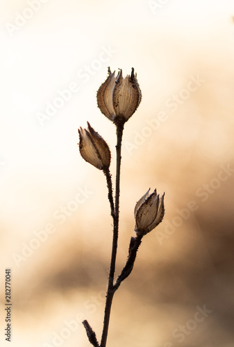 flower in the sunset