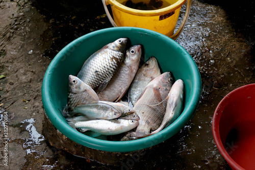 Fish