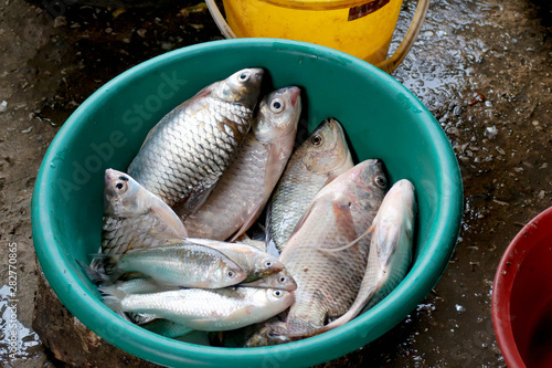 Fish