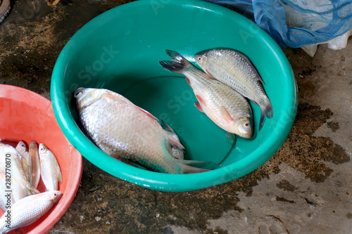 Fish