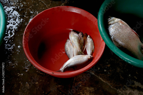 Fish
