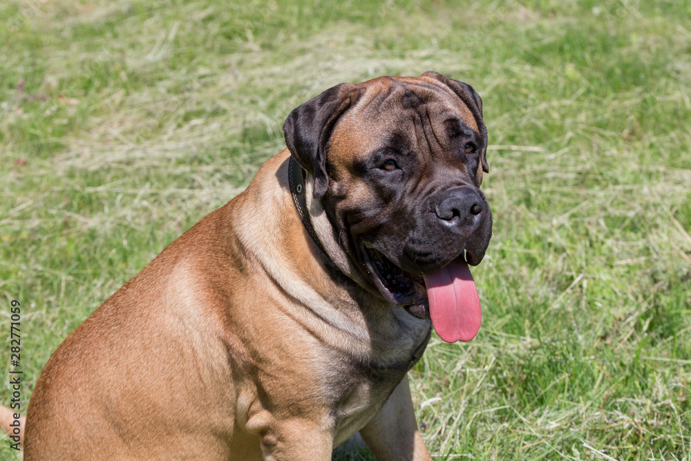 Cute bullmastiff puppy is sitting on a green meadow. Close up. Pet animals.