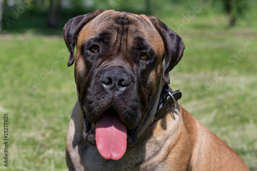 Portrait of bullmastiff puppy is sitting on a green grass. Pet animals.