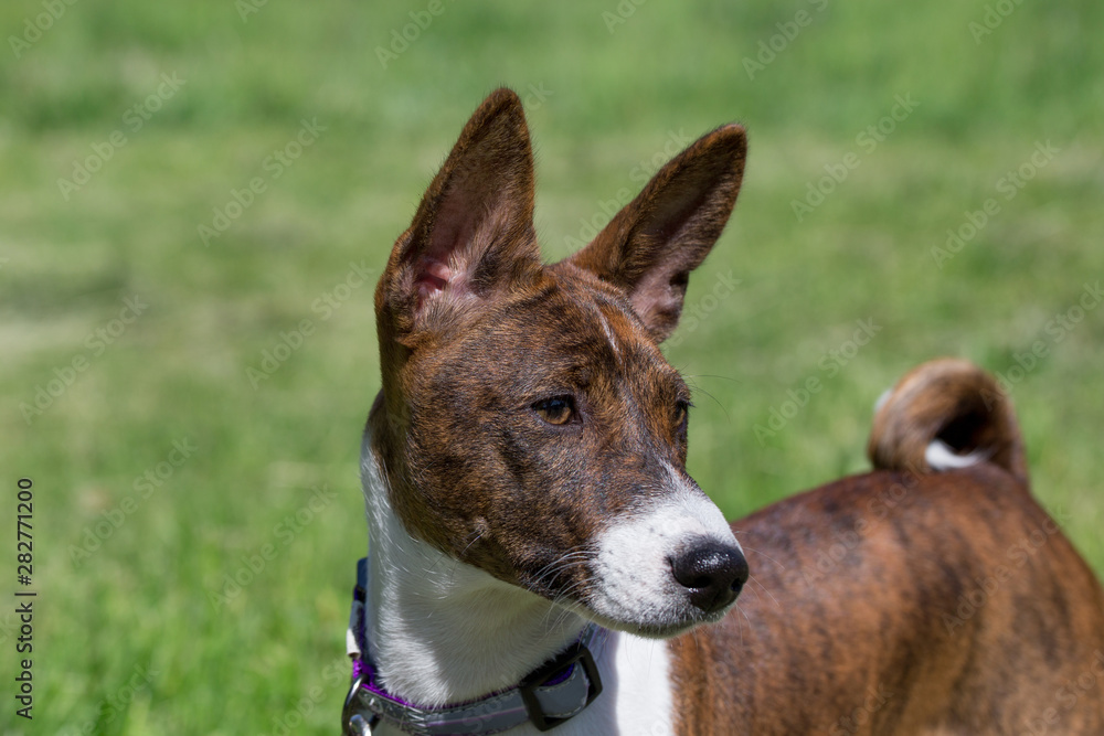 Cute brindle basenji puppy is standing on a green grass. Close up. Pet animals.