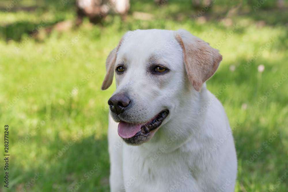 Portrait of labrador retriever puppy is standing on a green grass. Pet animals.