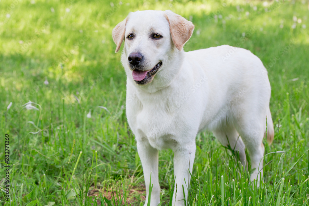 Cue labrador retriever puppy is standing on a green grass. Pet animals. Cue labrador retriever puppy is standing on a green grass. Pet animals.