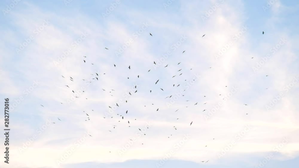 Flock of birds flying in circles in the cloudy sky Flock of birds flying in circles in the cloudy sky