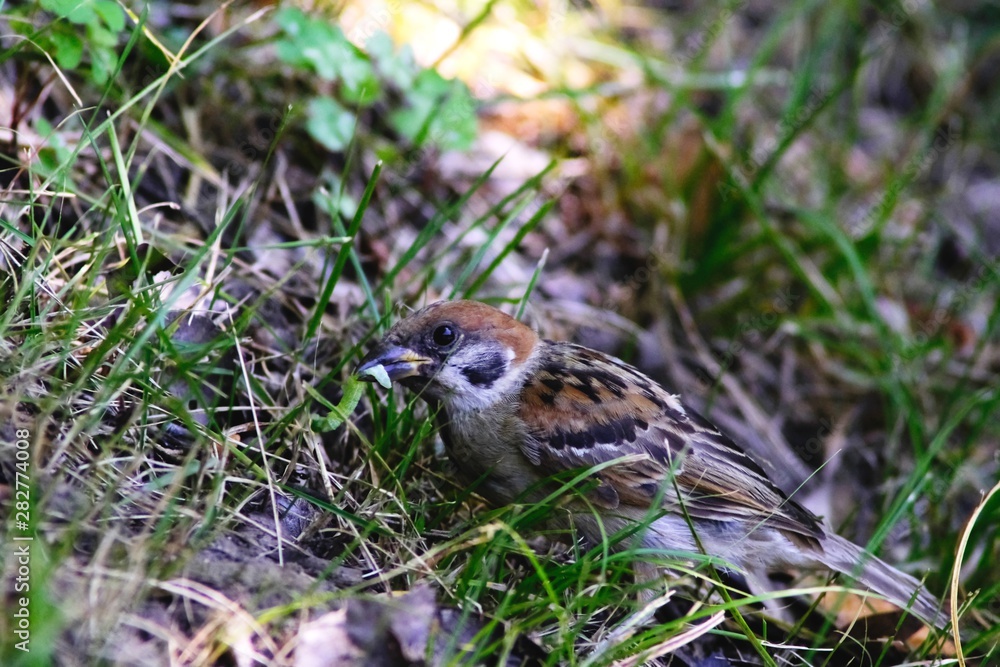 sparrow on grass sparrow on grass