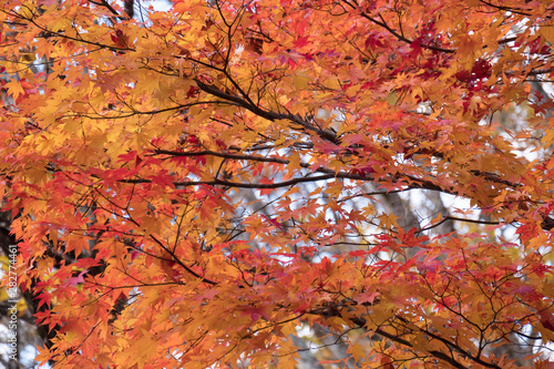 Maple leafs red and yellow on tree in autumn season.