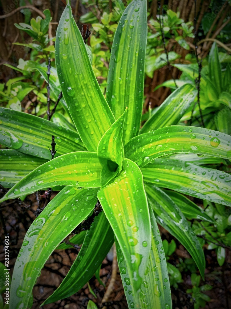 Obraz premium green plant in the garden with rain drops