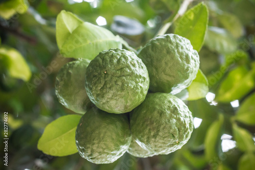 Bergamot on Tree photo