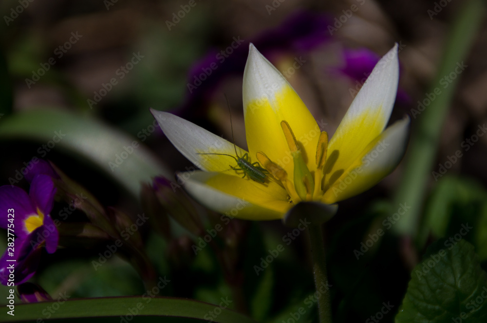 Obraz premium Yellow flower and insect in the park