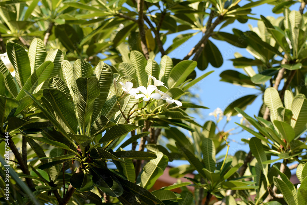 Tender frangipani flowers in a tropical garden on a bright summer day