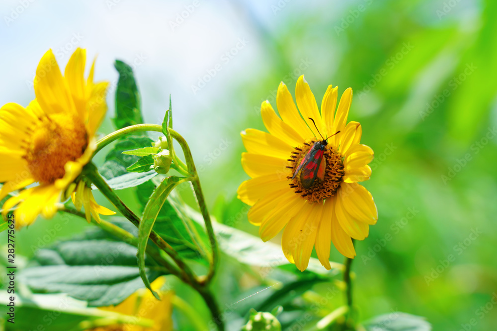 真夏の青空を背景にヒマワリの花stock Photo Adobe Stock