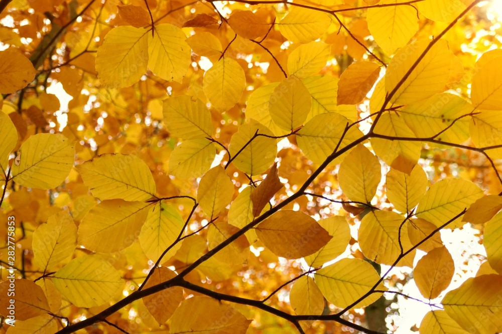 Autumn forest background. Autumn foliage. Bright yellow leaves in the sun. Autumn nature Autumn forest background. Autumn foliage. Bright yellow leaves in the sun. Autumn nature